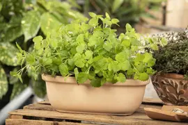 Melissa officinalis (Citroenmelisse) ø14 cm - afbeelding 24