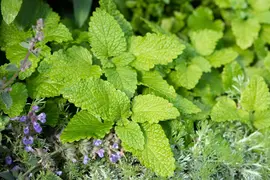 Melissa officinalis (Citroenmelisse) ø14 cm - afbeelding 26