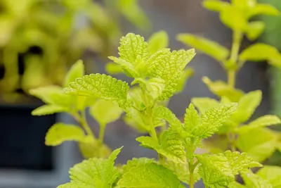 Melissa officinalis (Citroenmelisse) ø14 cm - afbeelding 29