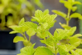 Melissa officinalis (Citroenmelisse) ø14 cm - afbeelding 29