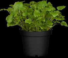 Melissa officinalis (Citroenmelisse) ø14 cm - afbeelding 2
