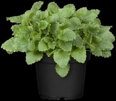 Melissa officinalis (Citroenmelisse) ø14 cm - afbeelding 14