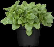 Melissa officinalis (Citroenmelisse) ø14 cm - afbeelding 14