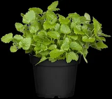 Melissa officinalis (Citroenmelisse) ø14 cm - afbeelding 25