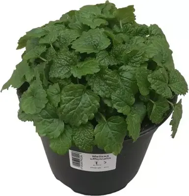 Melissa officinalis (Citroenmelisse) ø14 cm - afbeelding 1