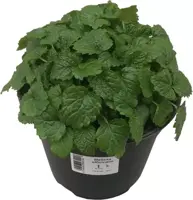 Melissa officinalis (Citroenmelisse) ø14 cm - afbeelding 1