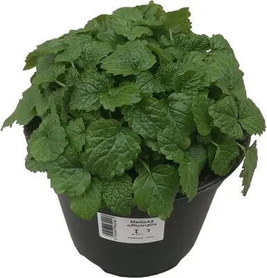 Melissa officinalis (Citroenmelisse) ø14 cm - afbeelding 1