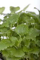 Melissa officinalis (Citroenmelisse) ø14 cm - afbeelding 6