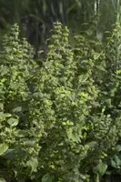 Melissa officinalis (Citroenmelisse) ø14 cm - afbeelding 7