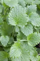 Melissa officinalis (Citroenmelisse) ø14 cm - afbeelding 10