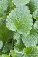 Melissa officinalis (Citroenmelisse) ø14 cm - afbeelding 11