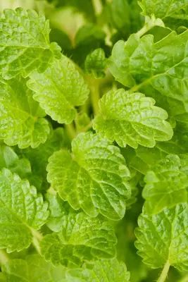 Melissa officinalis (Citroenmelisse) ø14 cm - afbeelding 18