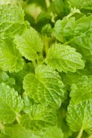 Melissa officinalis (Citroenmelisse) ø14 cm - afbeelding 18