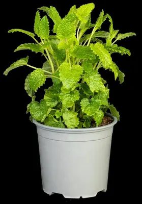 Melissa officinalis (Citroenmelisse) ø14 cm - afbeelding 28