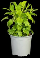 Melissa officinalis (Citroenmelisse) ø14 cm - afbeelding 28
