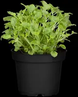Melissa officinalis (Citroenmelisse) ø14 cm - afbeelding 20