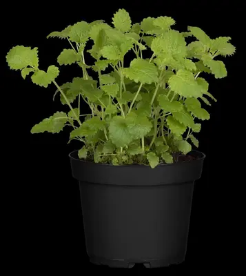 Melissa officinalis (Citroenmelisse) ø14 cm - afbeelding 22