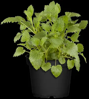 Melissa officinalis (Citroenmelisse) ø14 cm - afbeelding 19