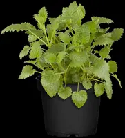 Melissa officinalis (Citroenmelisse) ø14 cm - afbeelding 19