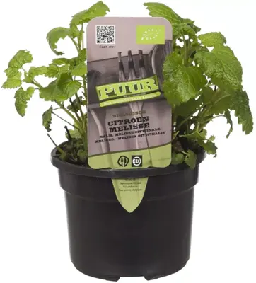 Melissa officinalis (Citroenmelisse) 15cm - afbeelding 1
