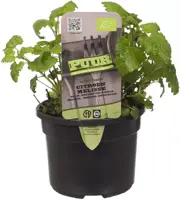 Melissa officinalis (Citroenmelisse) 15cm - afbeelding 1