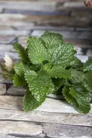 Melissa officinalis (Citroenmelisse) 15cm - afbeelding 2