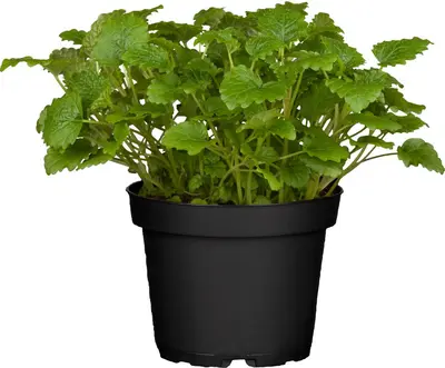 Melissa officinalis (Melisse) - afbeelding 2