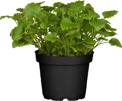 Melissa officinalis (Melisse) - afbeelding 2