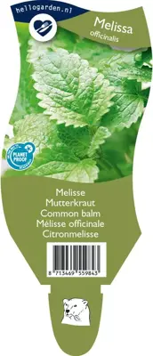 Melissa officinalis (Melisse) - afbeelding 1