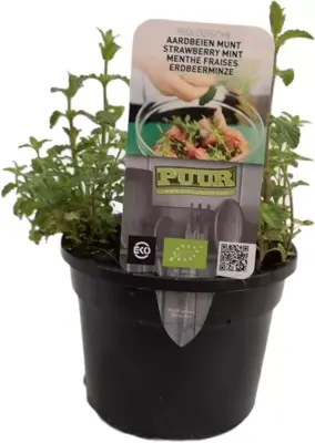 Mentha arvensis 'Strawberry' (Aardbeienmunt) 15cm - afbeelding 1