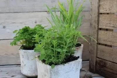 Mentha arvensis 'Strawberry' (Aardbeienmunt) 15cm - afbeelding 3