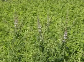 Mentha arvensis 'Strawberry' (Aardbeienmunt) 15cm - afbeelding 2
