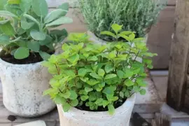 Mentha gracilis 'Ginger' (Gembermunt) 15cm - afbeelding 3