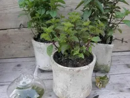 Mentha gracilis 'Ginger' (Gembermunt) 15cm - afbeelding 2