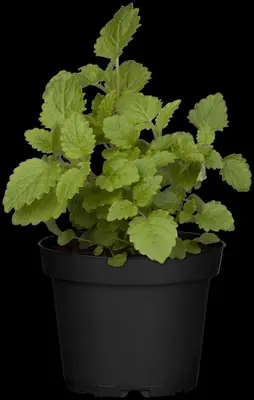 Mentha (Munt) - afbeelding 22