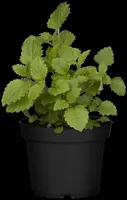 Mentha (Munt) - afbeelding 22