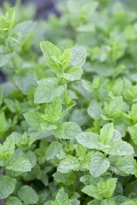 Mentha (Munt) - afbeelding 3