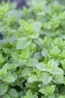 Mentha (Munt) - afbeelding 3