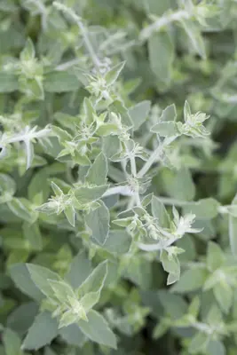Mentha (Munt) - afbeelding 4