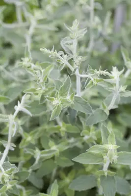 Mentha (Munt) - afbeelding 5