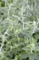 Mentha (Munt) - afbeelding 5