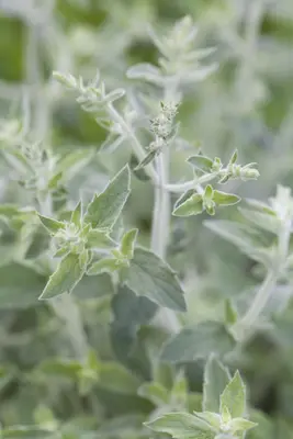 Mentha (Munt) - afbeelding 6