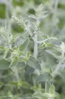 Mentha (Munt) - afbeelding 6