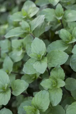 Mentha (Munt) - afbeelding 8