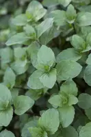 Mentha (Munt) - afbeelding 8