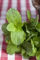 Mentha (Munt) - afbeelding 10