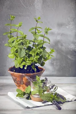 Mentha (Munt) - afbeelding 11