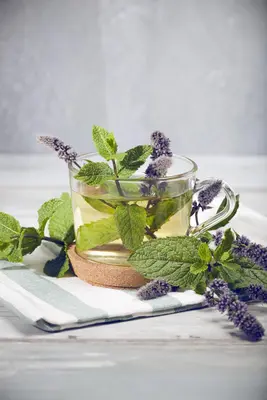 Mentha (Munt) - afbeelding 12
