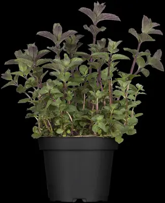 Mentha (Munt) - afbeelding 7