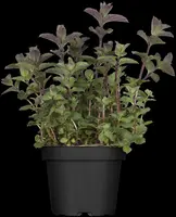 Mentha (Munt) - afbeelding 7